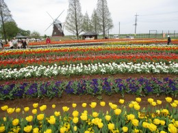 咲いた咲いたチューリップの花が・・・