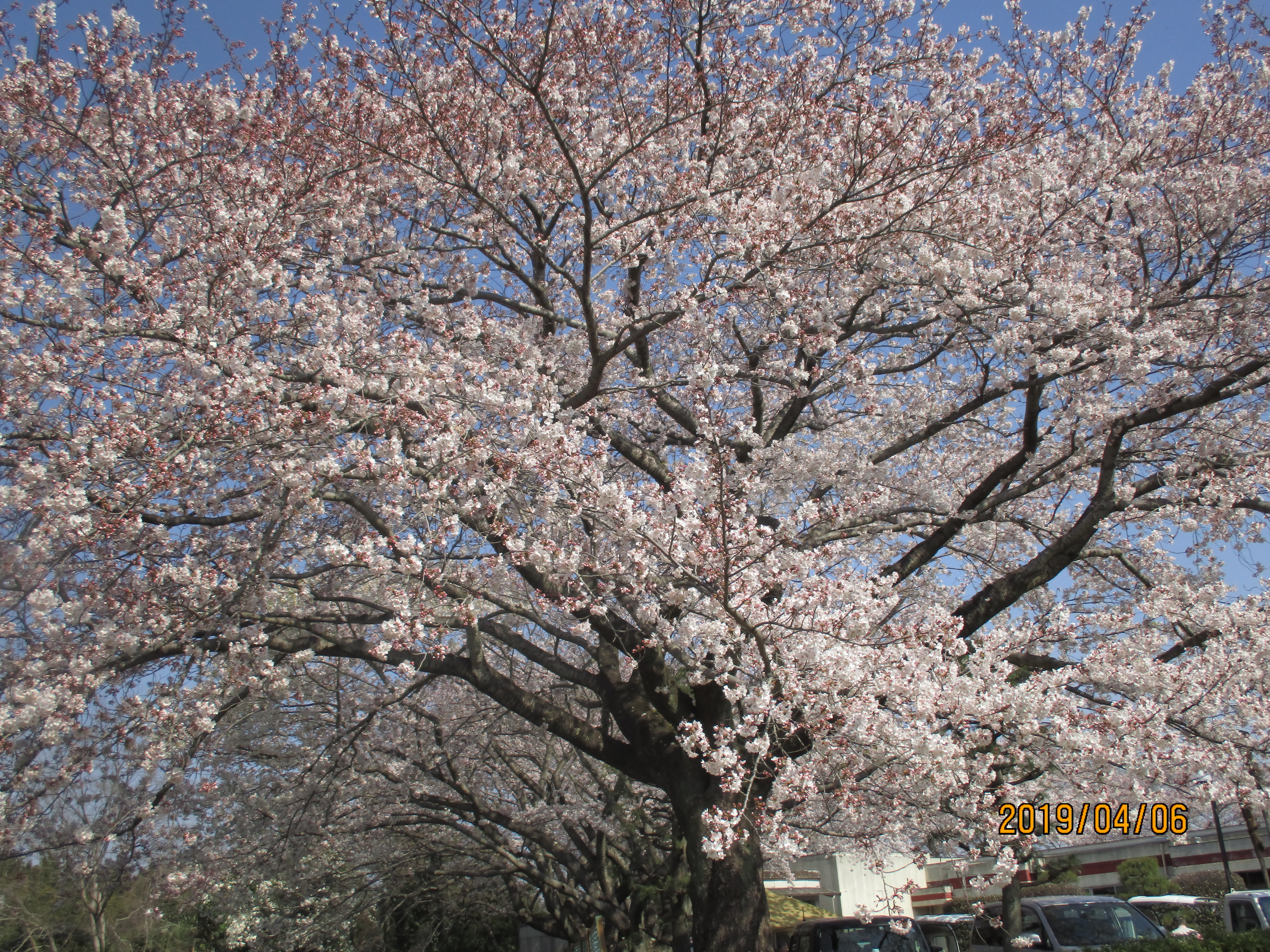 お花見