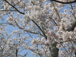 I went to cherry blossom viewing.