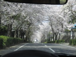 I went to cherry blossom viewing.